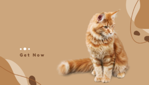 Peexmart - 6 essential tips for your pets